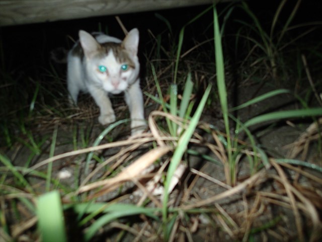 P9120281_R.jpg