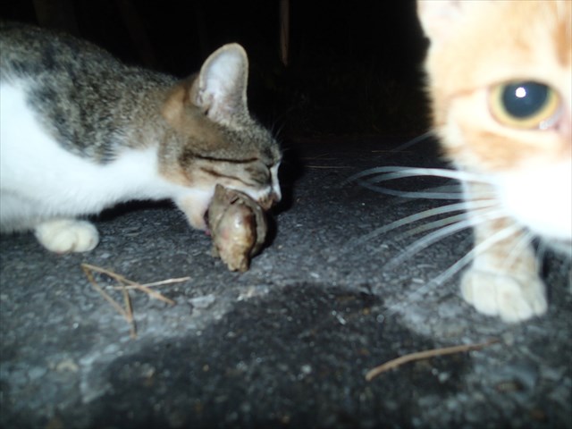 P9140257_R.jpg
