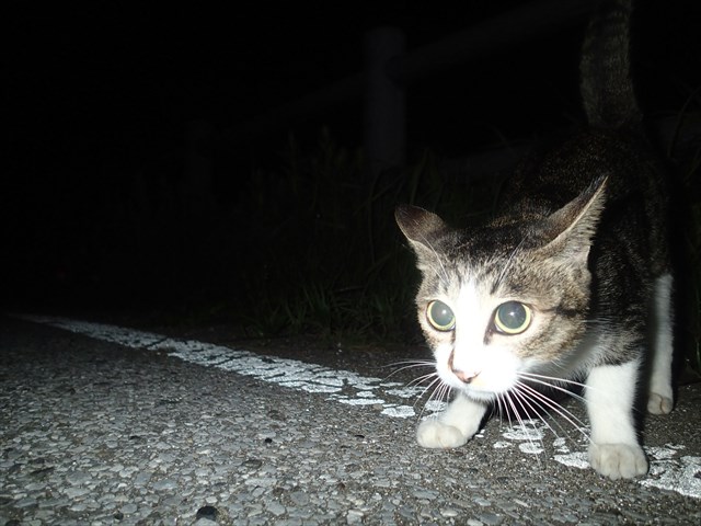 P9140286_R.jpg