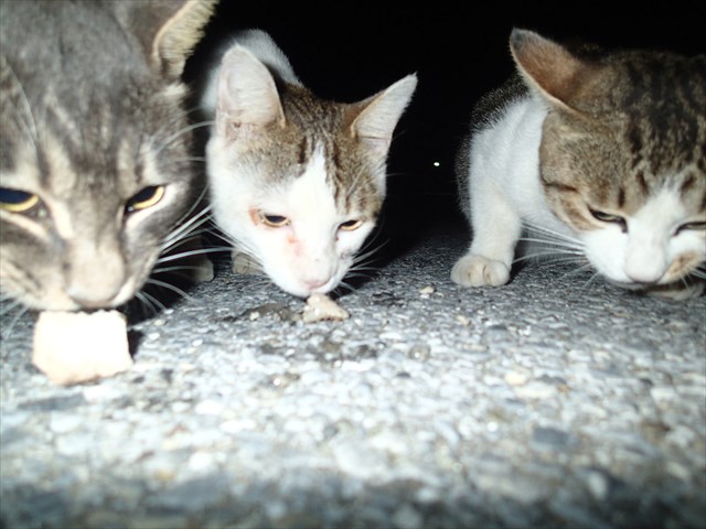 P9140324_R.jpg