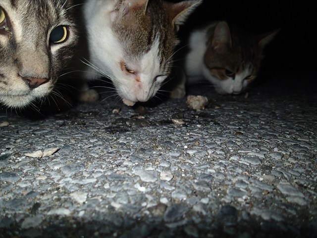 P9140327_R.jpg