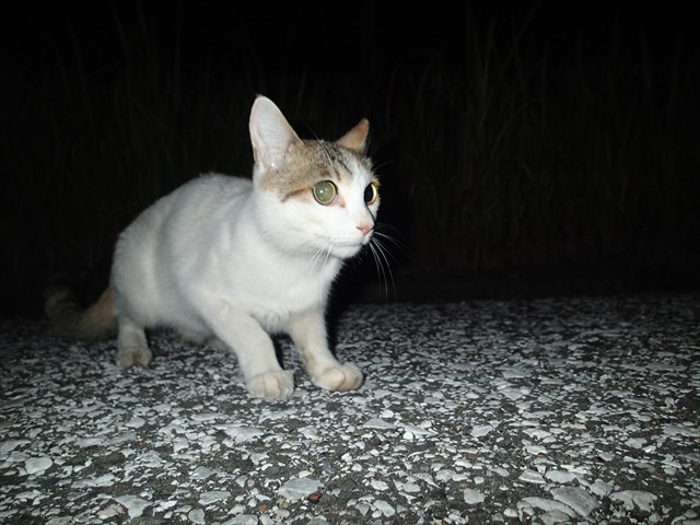 P9140333_R.jpg