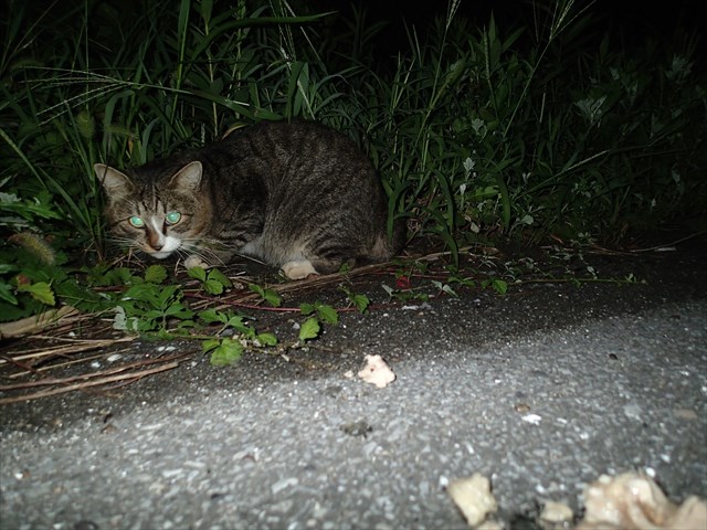 P9140344_R.jpg