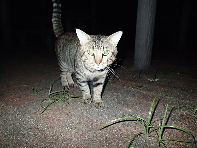 P9150205_R.jpg