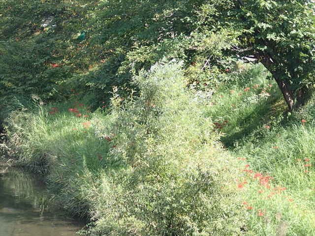 P9210066_R.jpg