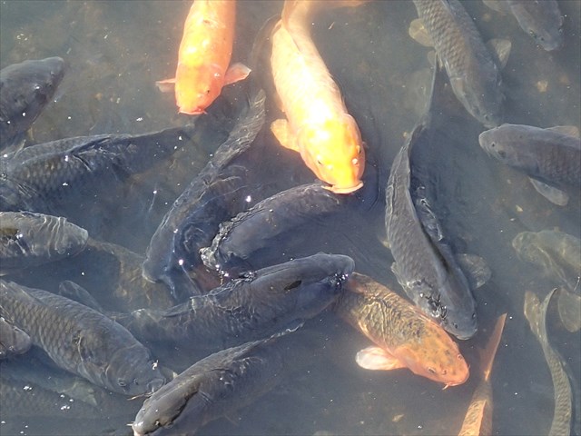 P9210075_R.jpg
