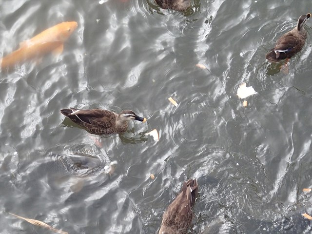 P9250064_R.jpg
