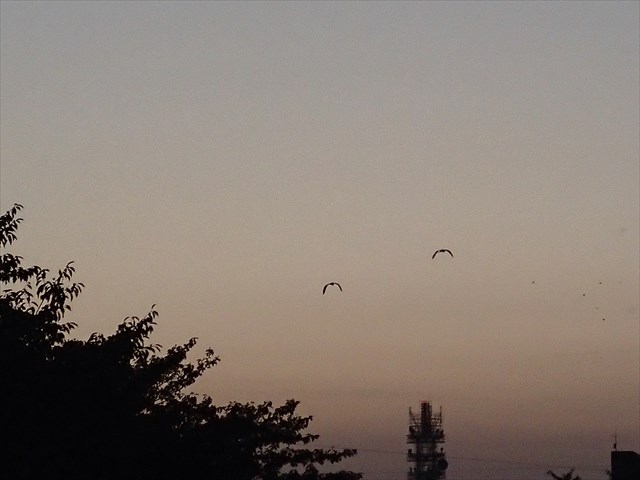 P9280345_R.jpg