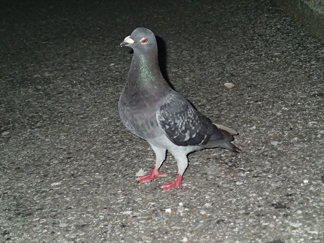 P9280352_R.jpg