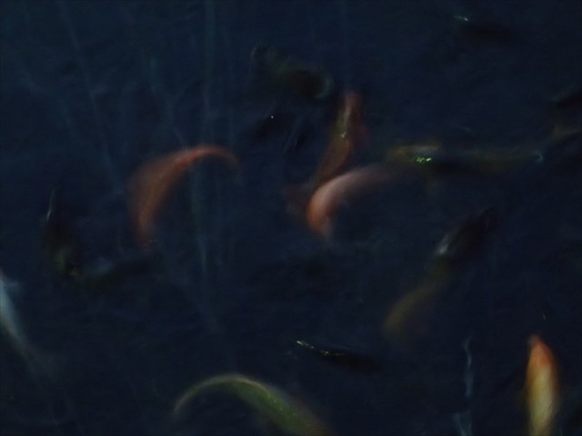 P9300020_R.jpg