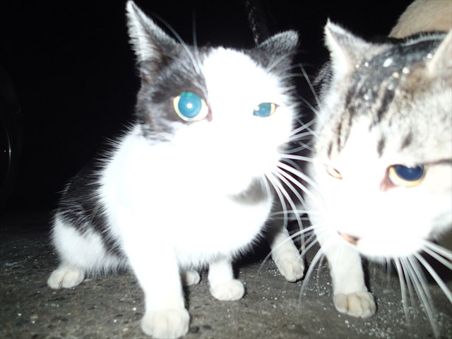 P9300889_R.jpg