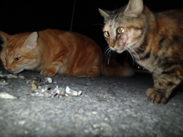 P9300919_R.jpg