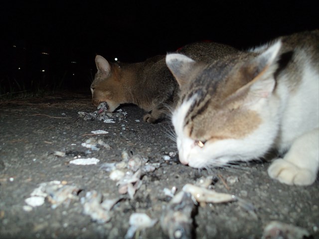 P9300944_R.jpg
