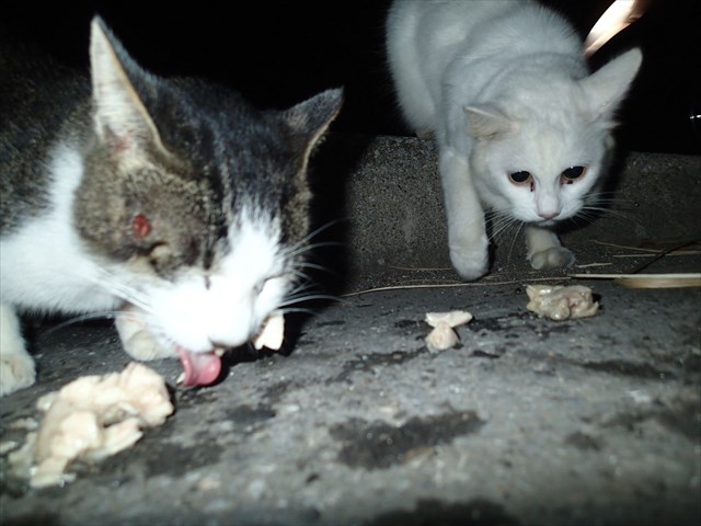 P9300995_R.jpg