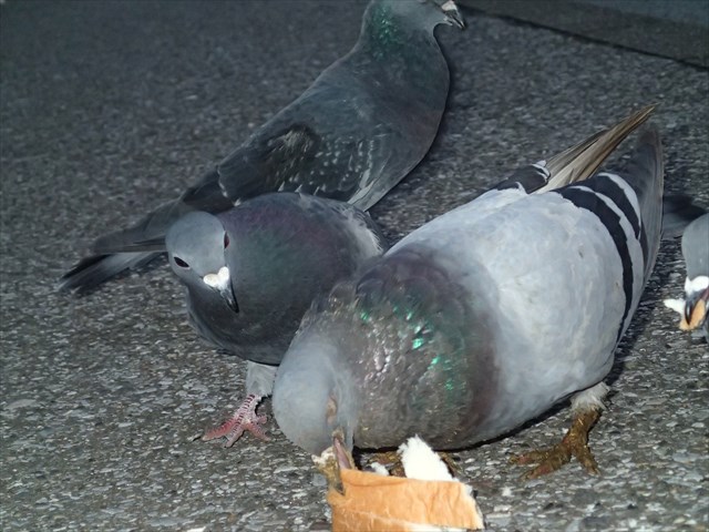 PA020041_R.jpg