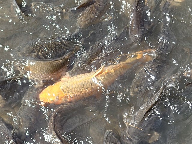 PA030025_R.jpg