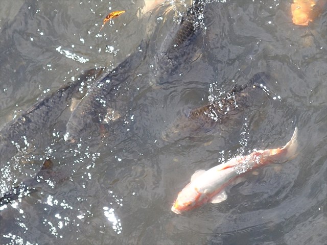 PA030063_R_20141004131036040.jpg