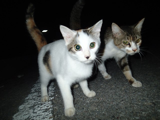 PA040330_R.jpg