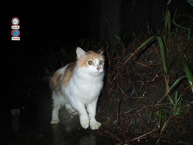 PA060179_R.jpg
