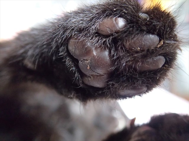 PA080033_R_20141008104237619.jpg