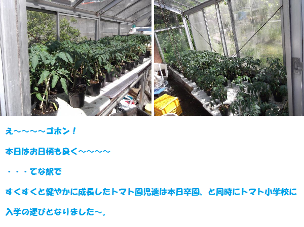 2012年4月27日トマト畑へ。