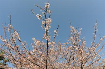 20120415-02.jpg