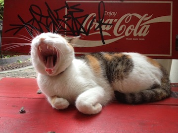 cat0520_20130520202301.jpg