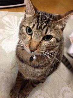 子猿4号