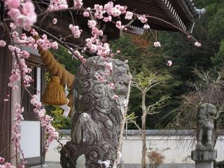 瓶井神社の狛犬