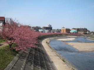 葵桜