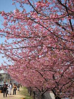 葵桜