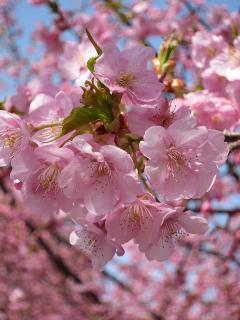 葵桜