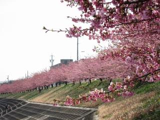 葵桜