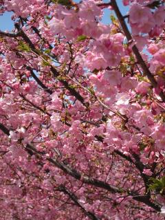 葵桜