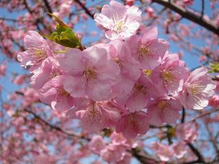 葵桜