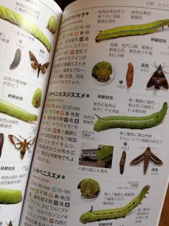 イモムシハンドブック 2