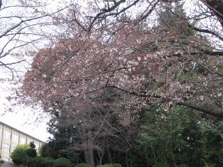 工業高校 桜