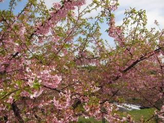 河津桜
