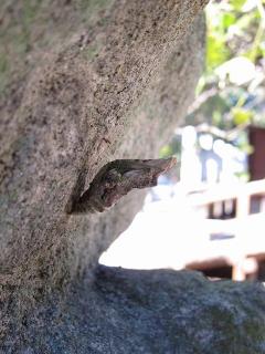大平八幡社の狛犬