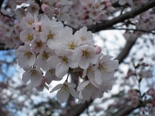 岡崎公園の桜
