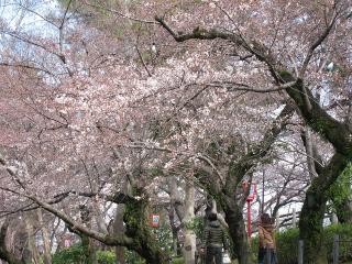 岡崎公園の桜
