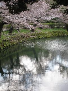 岡崎公園の桜