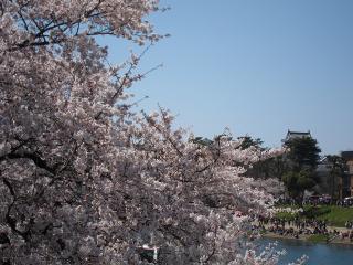 殿橋から桜