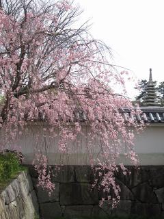 岡崎桜まつり