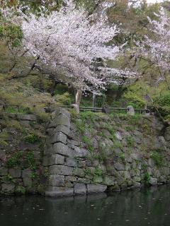 岡崎桜まつり