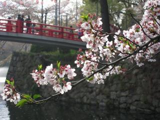 岡崎桜まつり