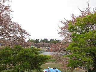 岡崎桜まつり