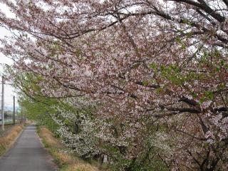 桜