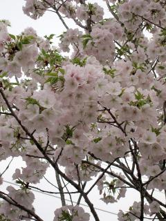 桜