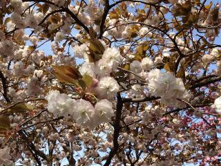 八重桜